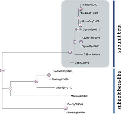 The Role of Heterotrimeric G-Protein Beta Subunits During Nodulation in Medicago truncatula Gaertn and Pisum sativum L.